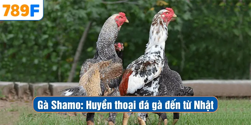 Gà Shamo – Chiến Kê Nhật Lẫy Lừng Thống Trị Sàn Đá Gà